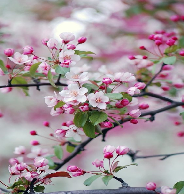 Step into Spring Package Step into Spring Package